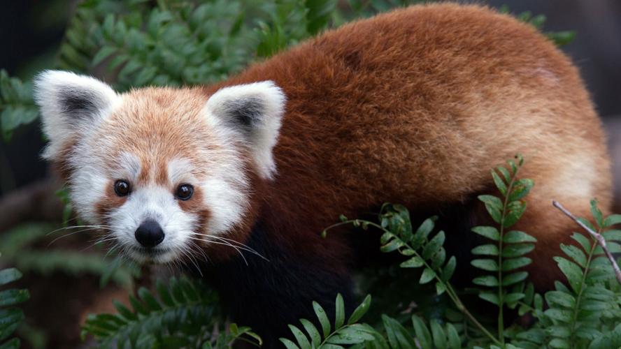 Zoo announces death of Rusty, DC's famous fugitive red panda | National |  