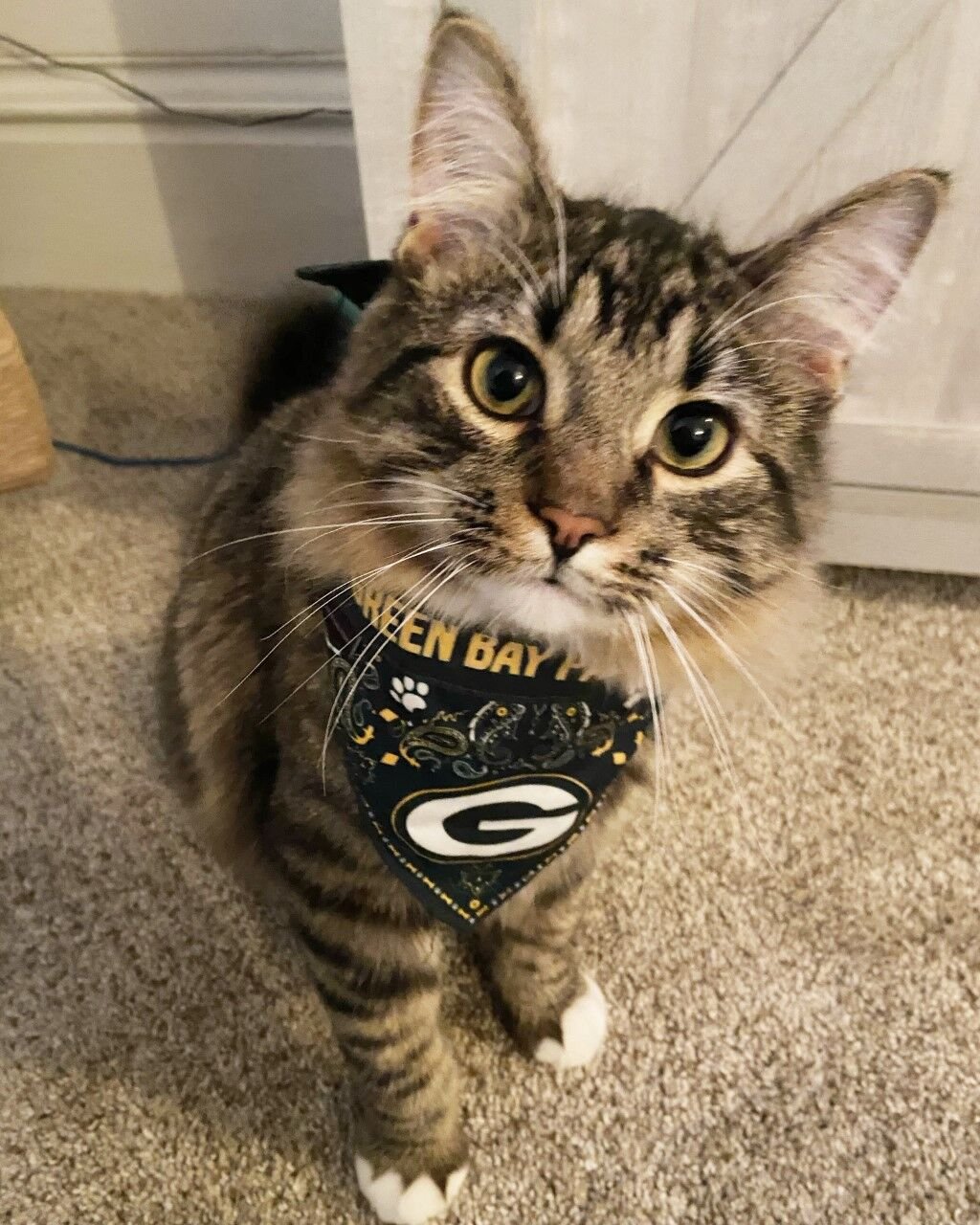 Cat best sale packers jersey