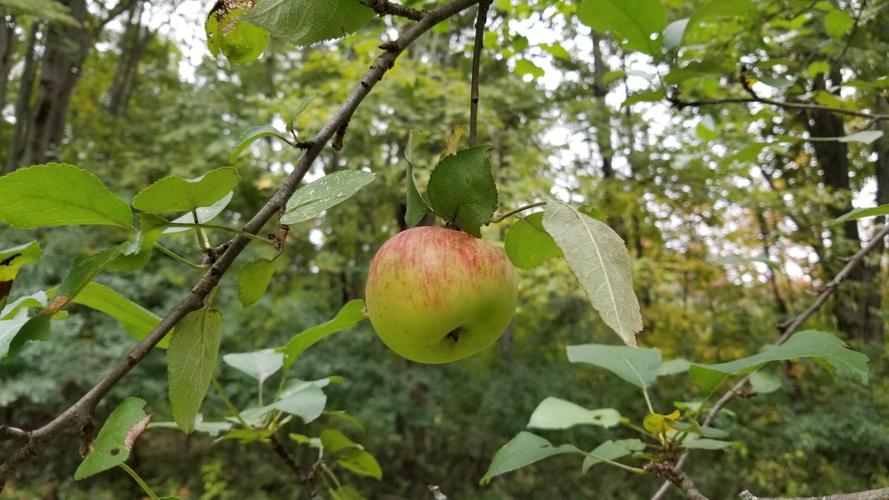 GARDEN GOODIES Apple and pear pies Food