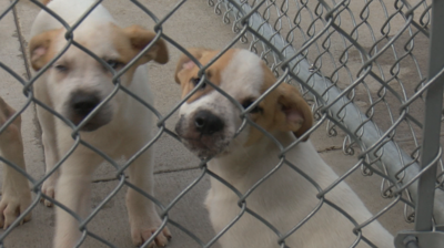 Lincoln county dog cheap shelter