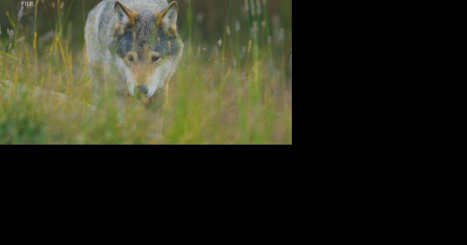 Wisconsin DNR: gray wolves no longer endangered | Archive | waow.com
