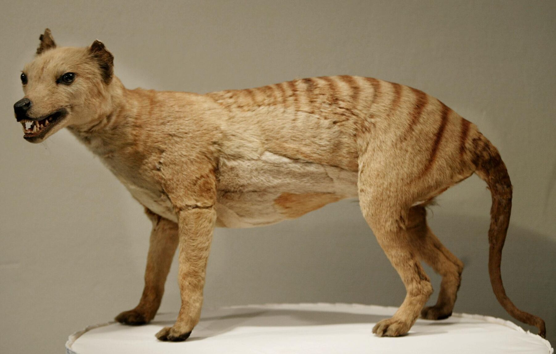 Lost remains of last Tasmanian tiger found hiding in plain sight