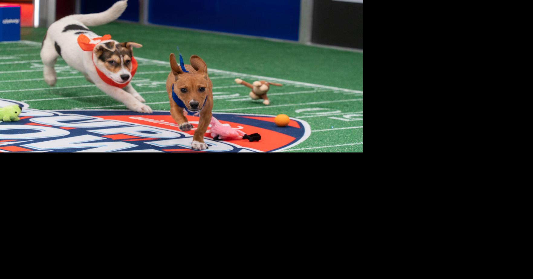 'Puppy Bowl' teams are ready to pawty. Here are all the details News