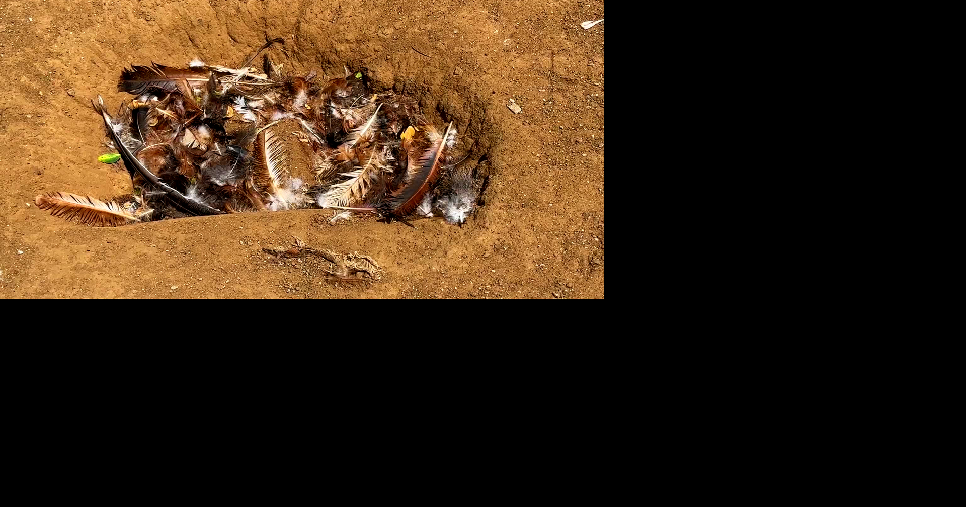 Imagen del artículo de WAPA: Avicultor pondrá en pausa su negocio tras la muerte de 400 gallinas en Hatillo