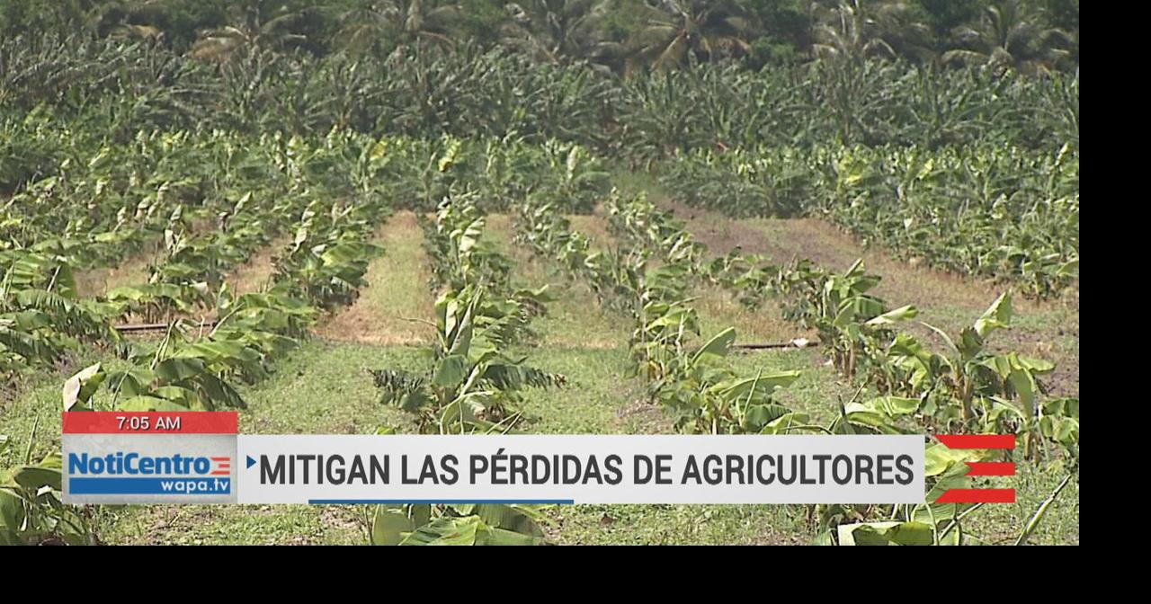 Nace iniciativa digital para mitigar las pérdidas de agricultores ...