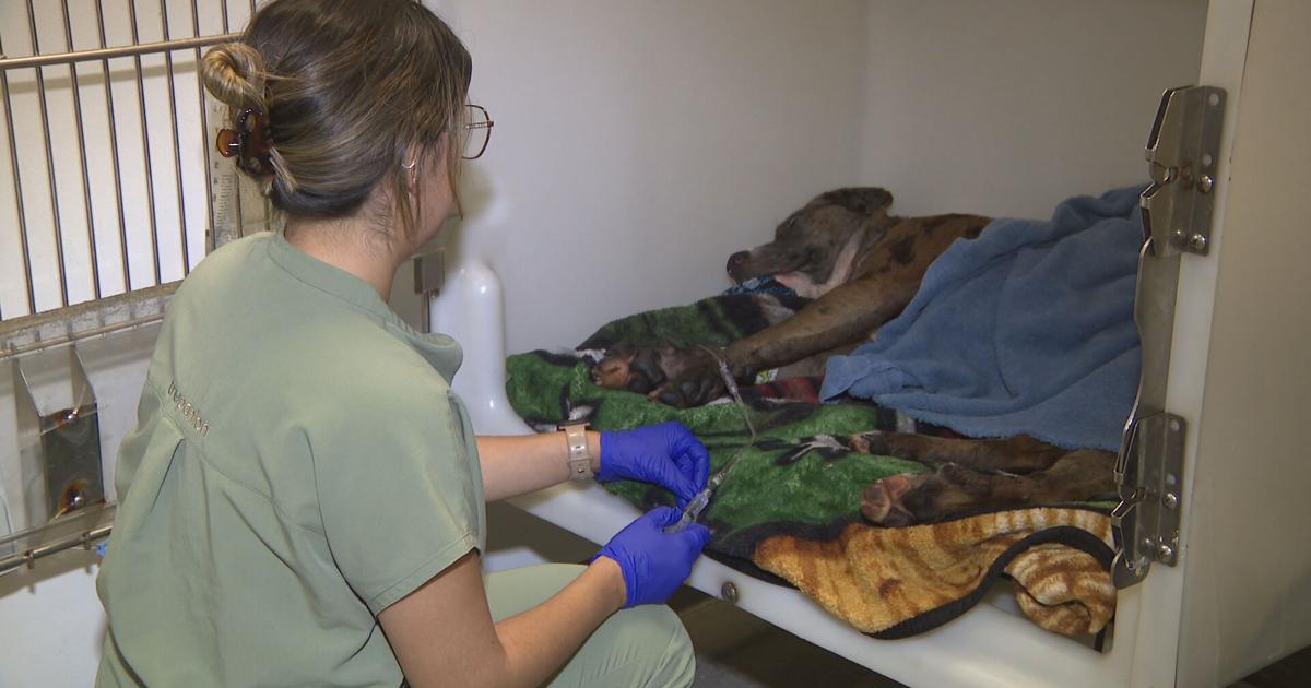 Perrito herido en balacera fatal en Quebradillas está estable pero necesita cirugía