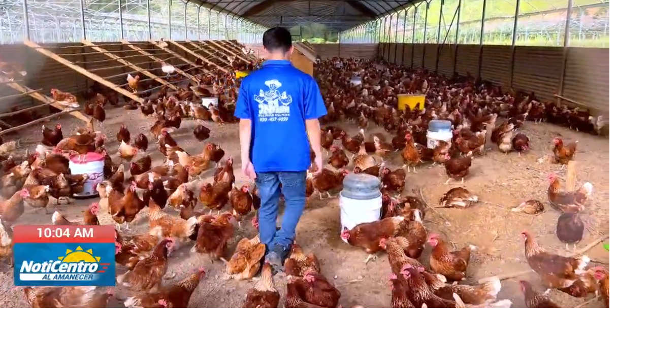 Joven de 21 años opera finca en Corozal que produce más de mil huevos diarios