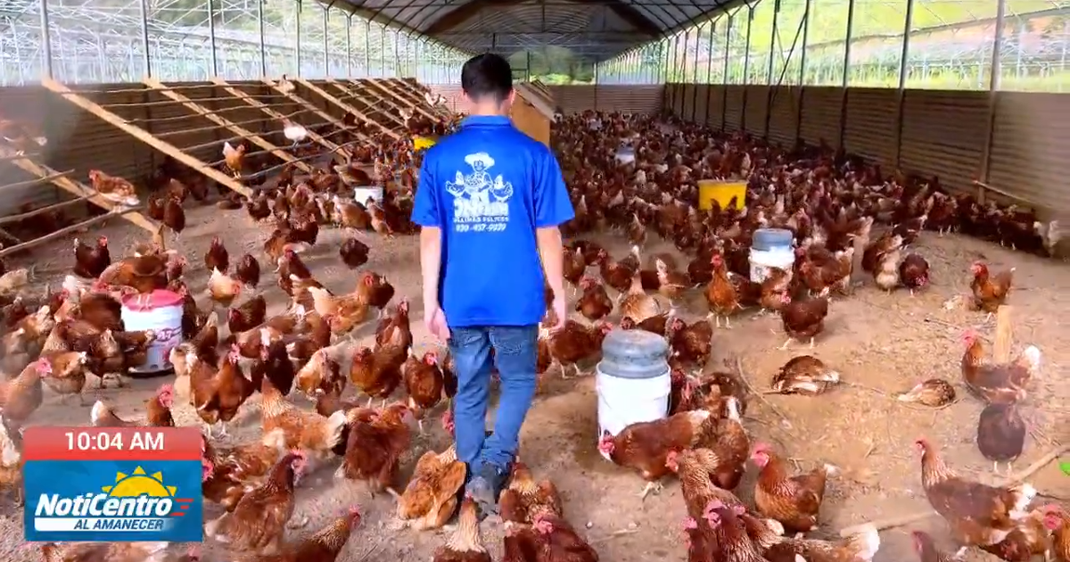 Joven de 21 años opera finca en Corozal que produce más de mil huevos diarios