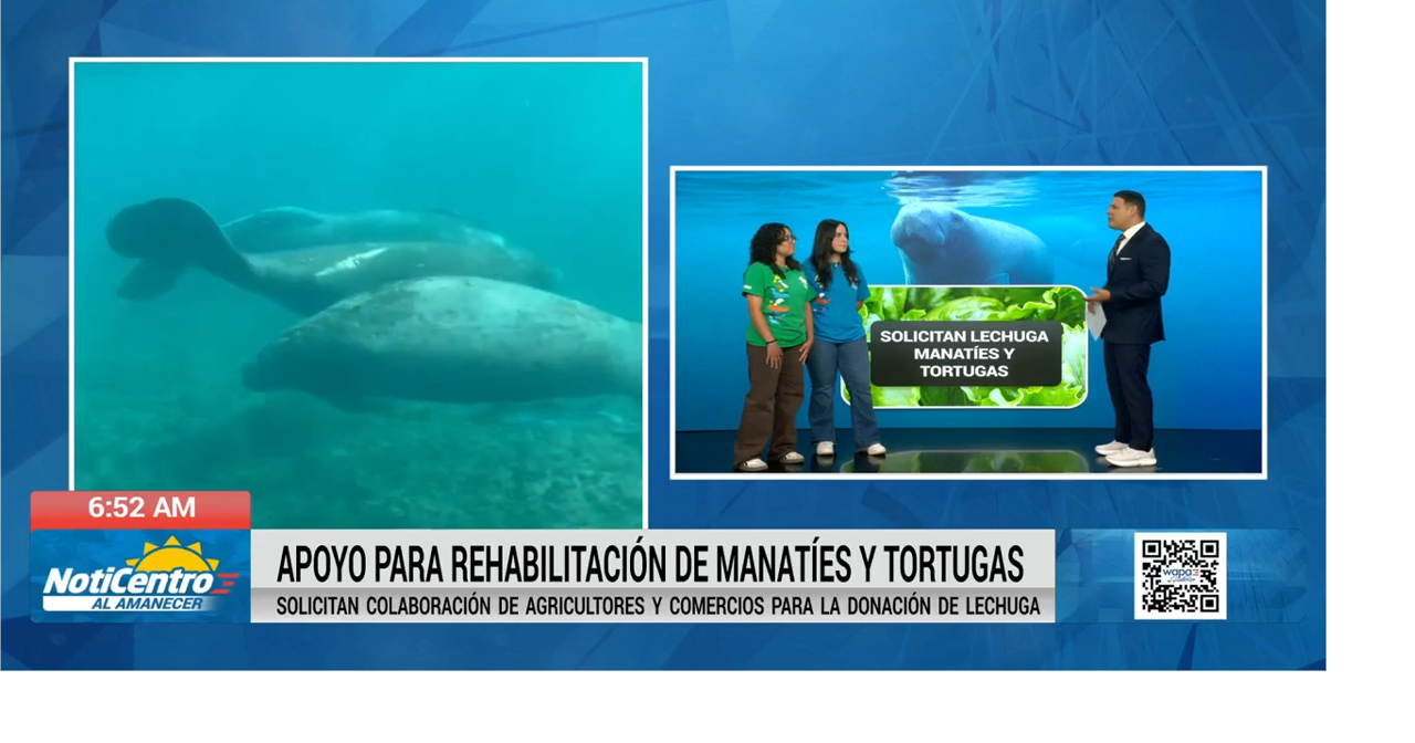 Centro de Conservación de Manatíes pide donaciones de lechuga ante escasez de alimento