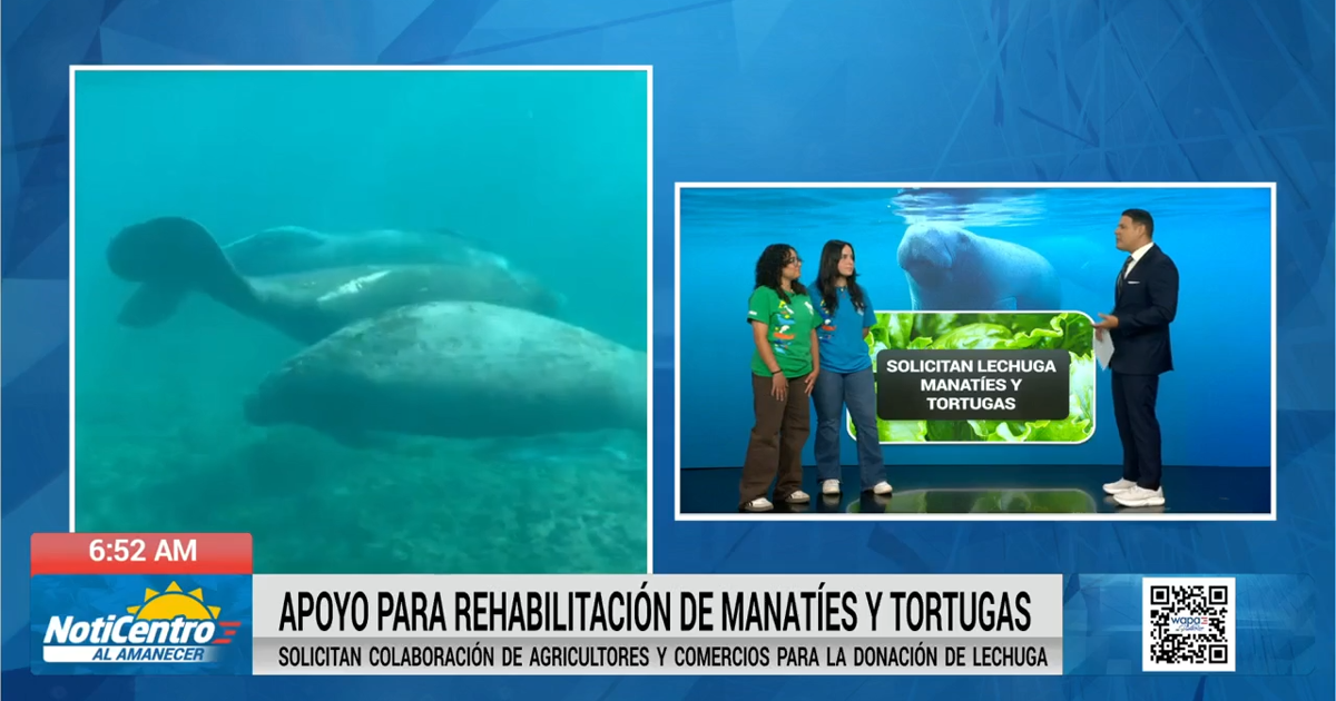 Centro de Conservación de Manatíes pide donaciones de lechuga ante escasez de alimento