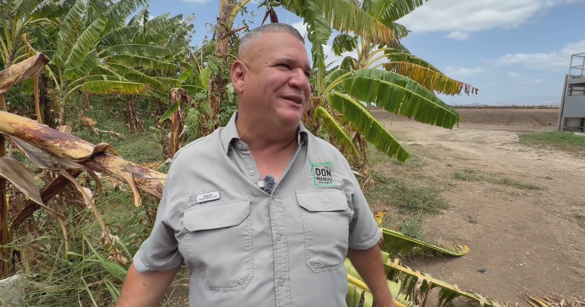 Finca en Santa Isabel estima pérdidas millonarias por sequía y reduce siembra a la mitad