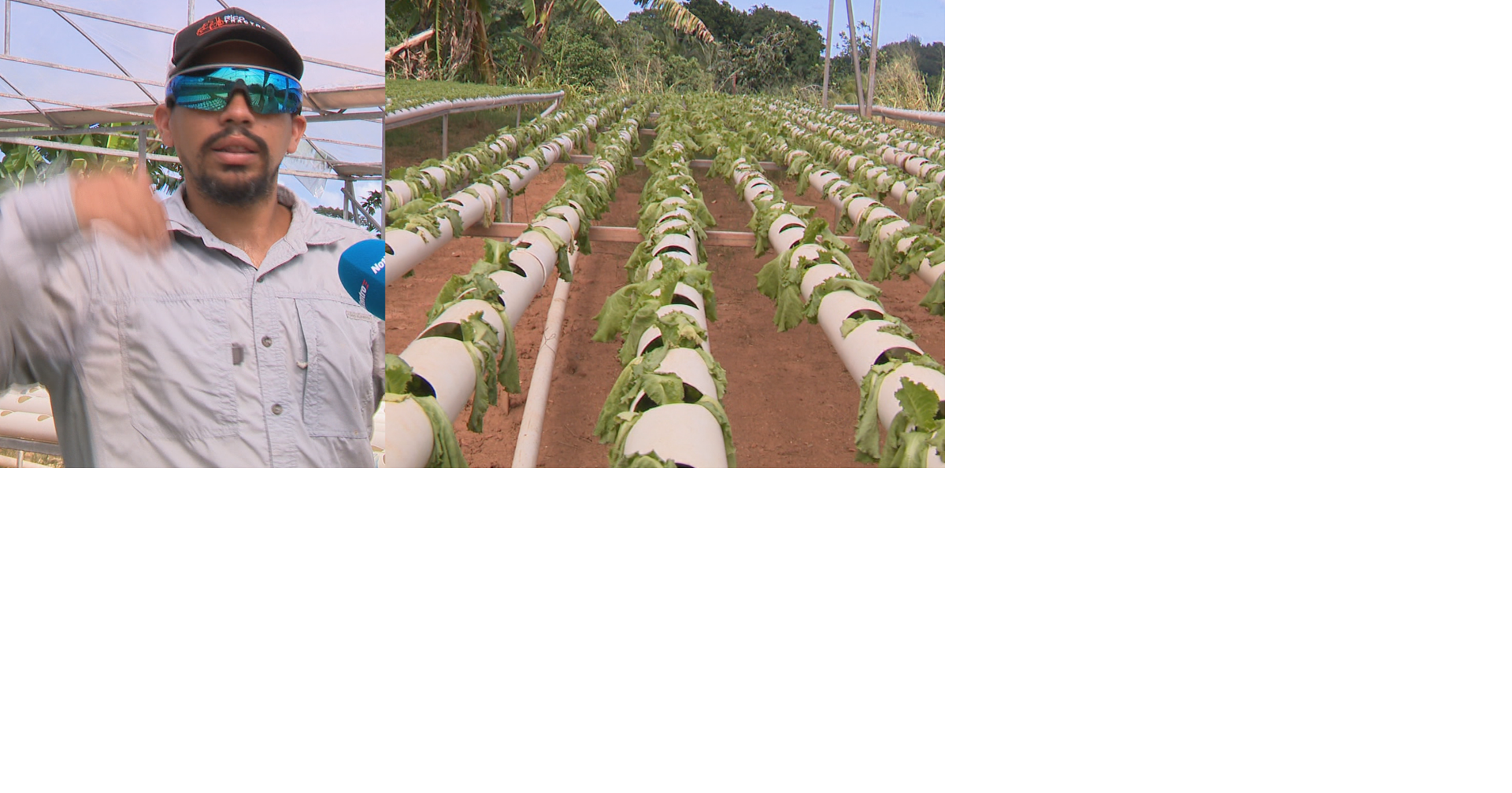 Agricultor de Corozal pierde miles de dólares por inestabilidad del servicio eléctrico