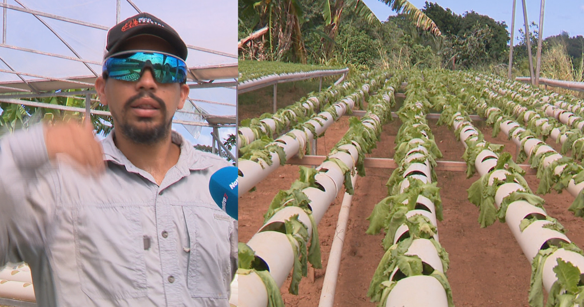 Agricultor de Corozal pierde miles de dólares por inestabilidad del servicio eléctrico