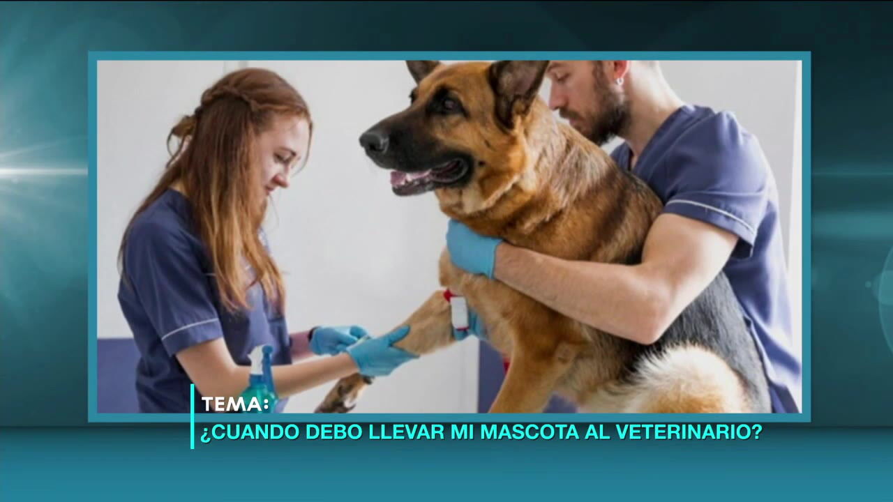 cuando debo llevar a mi cachorro al veterinario