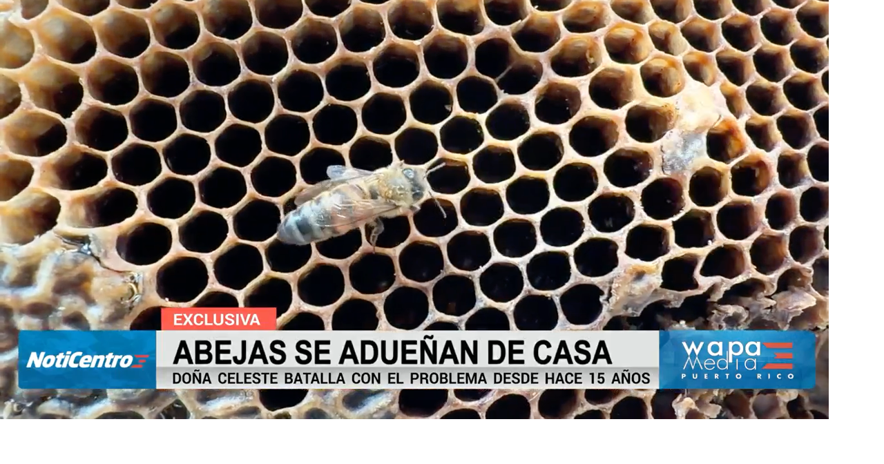 Invasión de abejas en hogar de Cataño se convierte en experiencia educativa