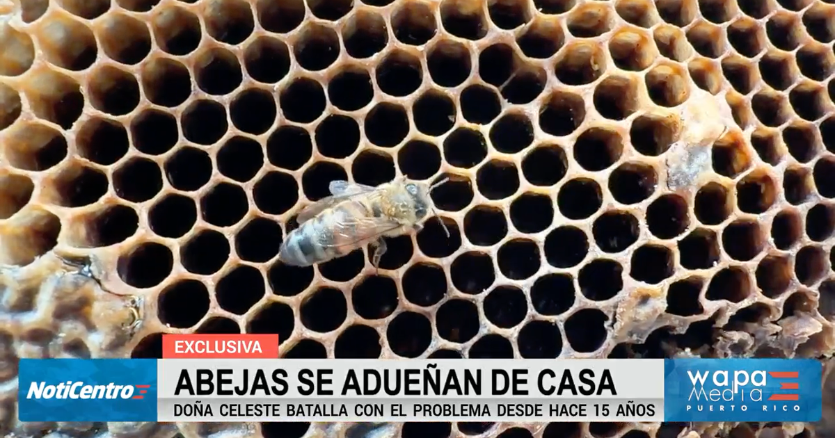 Invasión de abejas en hogar de Cataño se convierte en experiencia educativa
