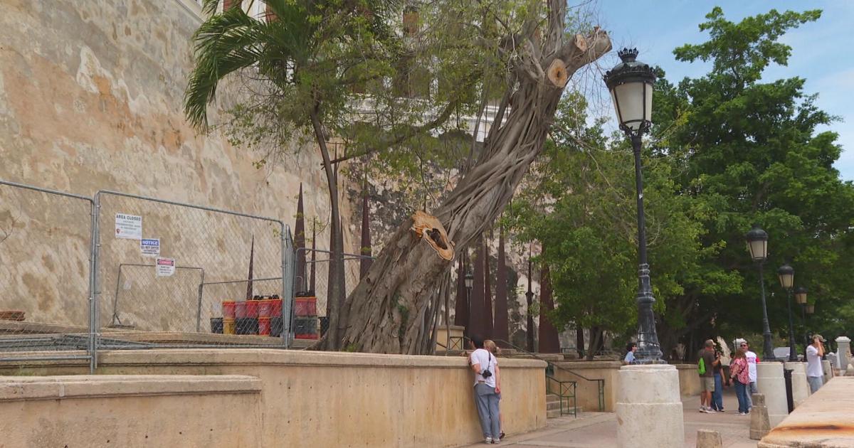 DRNA no intervino en autorización para podar y talar árboles en Viejo San Juan