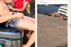 Imagen del artículo de WAPA: Niño atleta sobrevive mordidas de perros realengos en San Sebastián