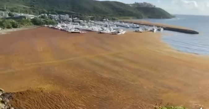 Gobierno intensifica esfuerzos ante invasión histórica de sargazo en Puerto Rico