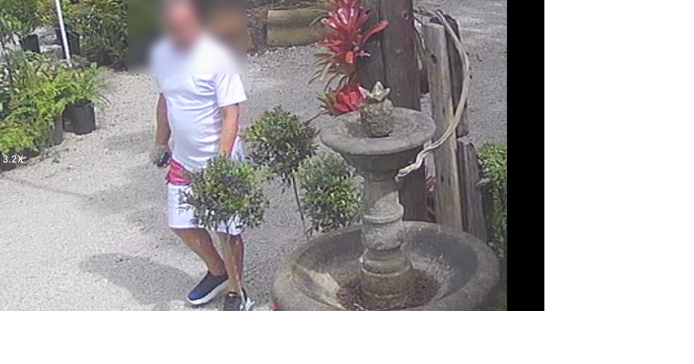 Jardín en Lajas denuncia robo de suculenta valorada en $5 captado en cámaras