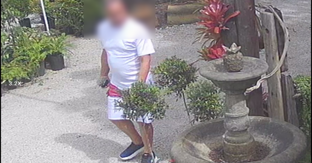 Jardín en Lajas denuncia robo de suculenta valorada en $5 captado en cámaras