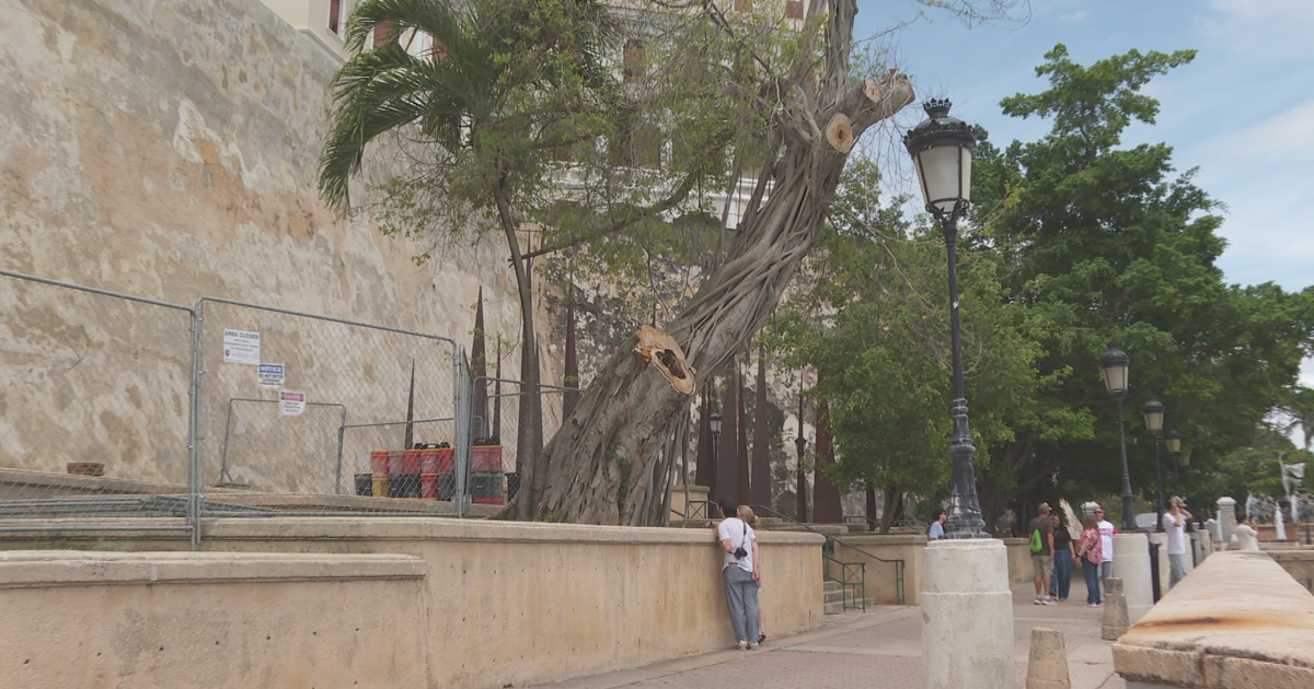 Más de 50 árboles podrían ser talados en Viejo San Juan