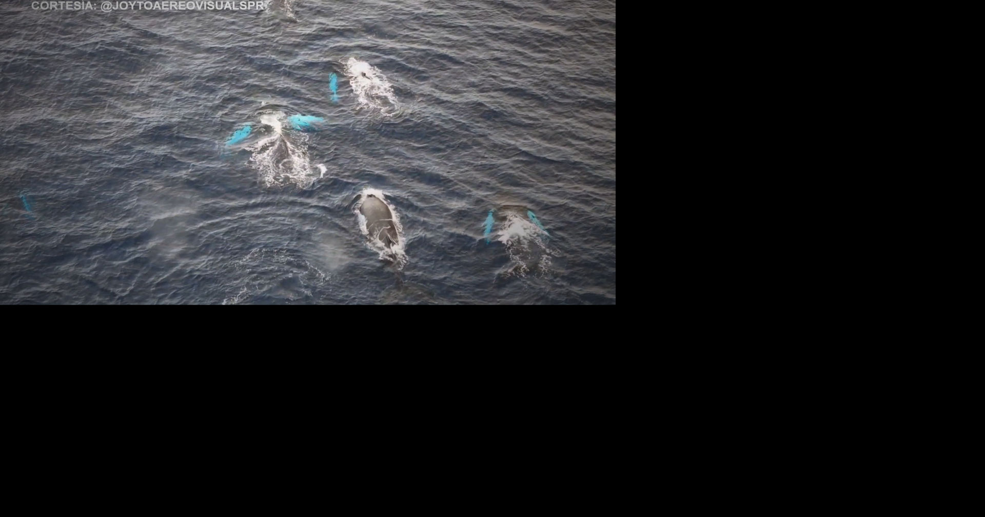 "Faro de Gigantes": documentan reproducción de las ballenas jorobadas en Rincón