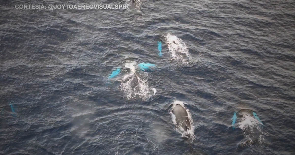 "Faro de Gigantes": documentan reproducción de las ballenas jorobadas en Rincón