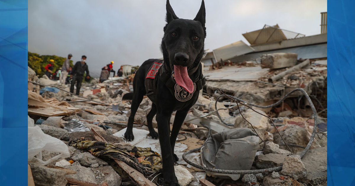 Policía de Puerto Rico explica las destrezas de sus perros rescatistas