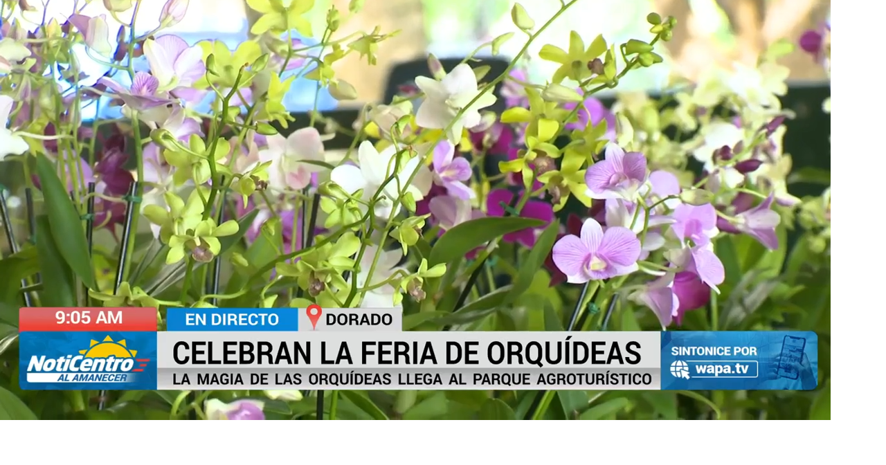 Feria de Orquídeas en Dorado promueve la conexión con el entorno natural