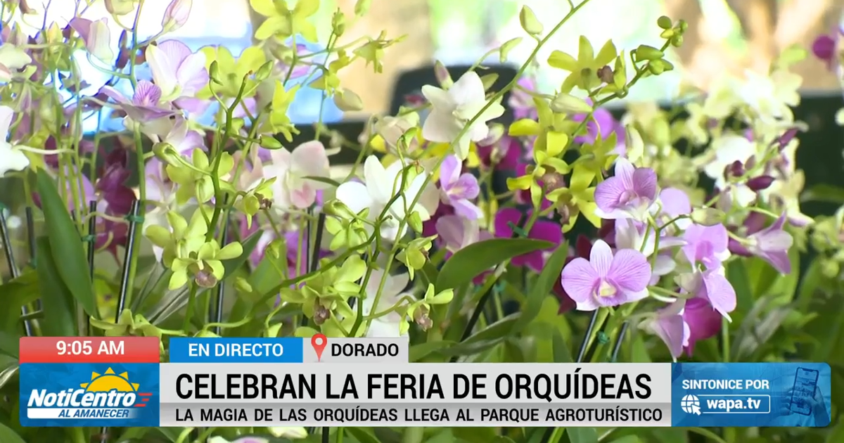 Feria de Orquídeas en Dorado promueve la conexión con el entorno natural