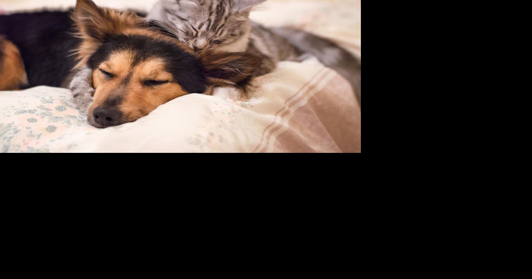 Caguas anuncia tercera jornada de esterilización de perros y gatos para el 31 de octubre