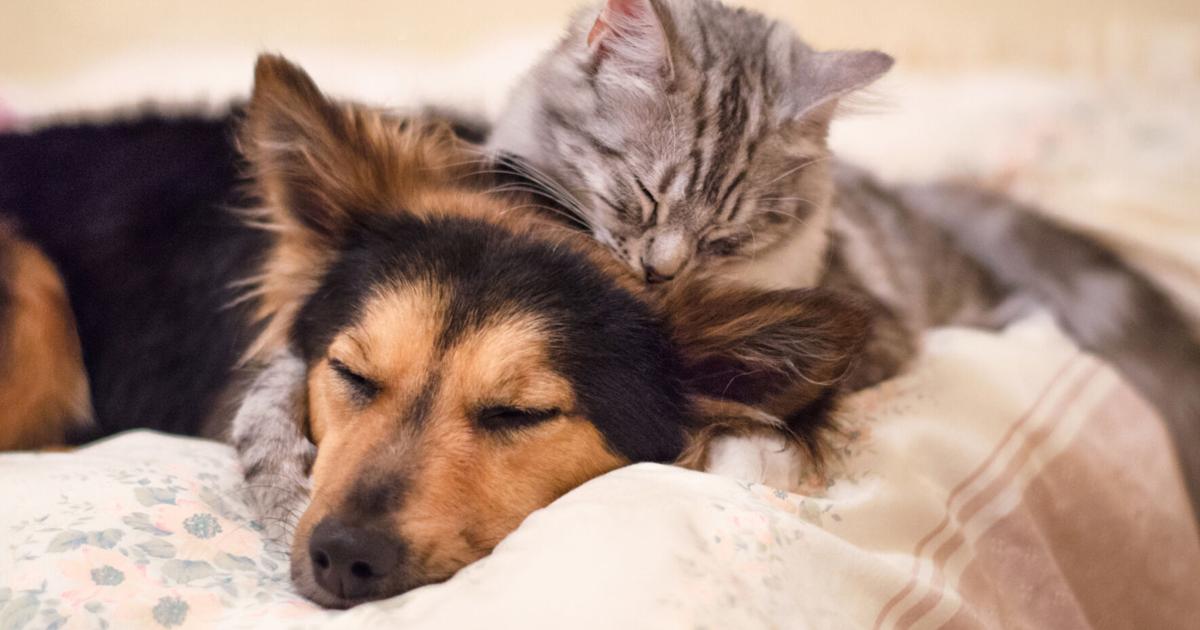 Caguas anuncia tercera jornada de esterilización de perros y gatos para el 31 de octubre