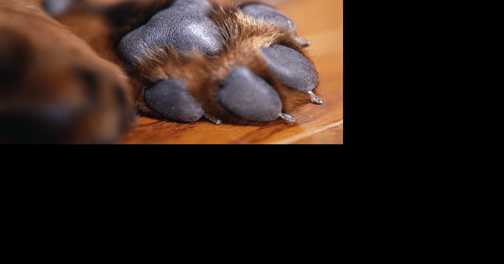 Perro de servicio muere y su dueño resulta gravemente herido en accidente en Luquillo
