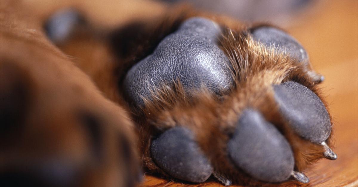 Perro de servicio muere y su dueño resulta gravemente herido en accidente en Luquillo