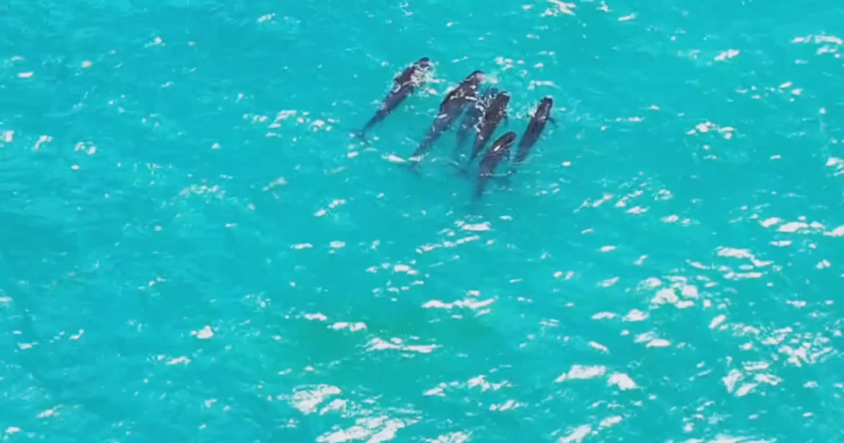 Rescatan seis ballenas piloto varadas en Playa Punta Santiago en Humacao