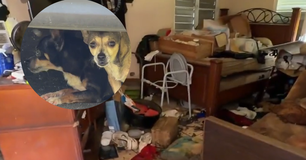 “Es como la muerte”: rescatan a perros que fueron abandonados a su suerte en San Lorenzo