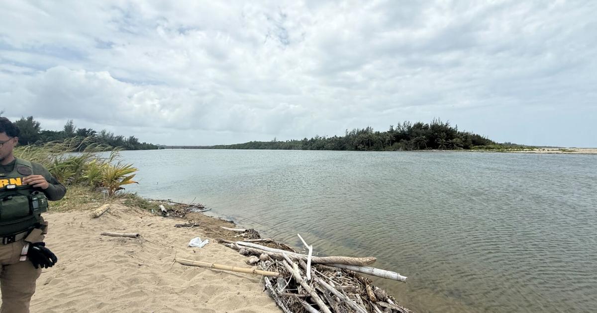 Dos manatíes quedan atrapados en la desembocadura del Río Grande de Loíza