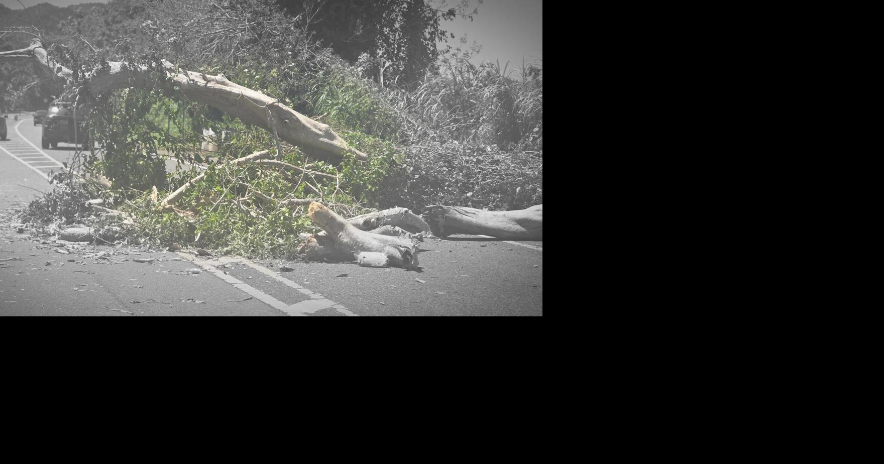 Carriles obstruidos tras caída de árbol y tendido eléctrico en carretera de Arecibo