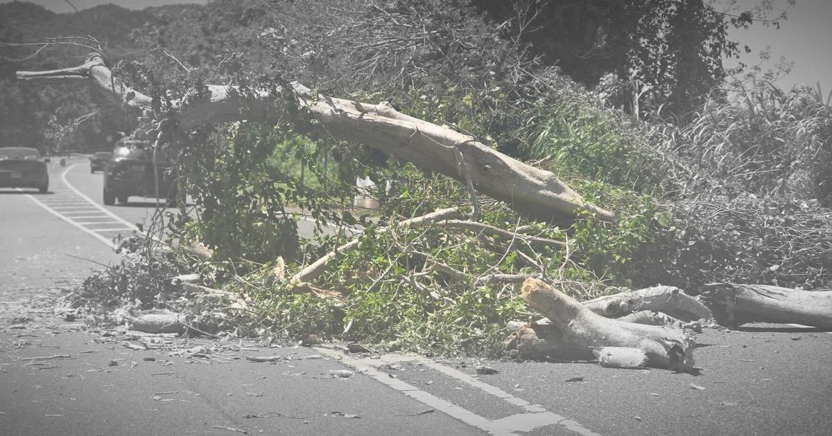 Carriles obstruidos tras caída de árbol y tendido eléctrico en carretera de Arecibo