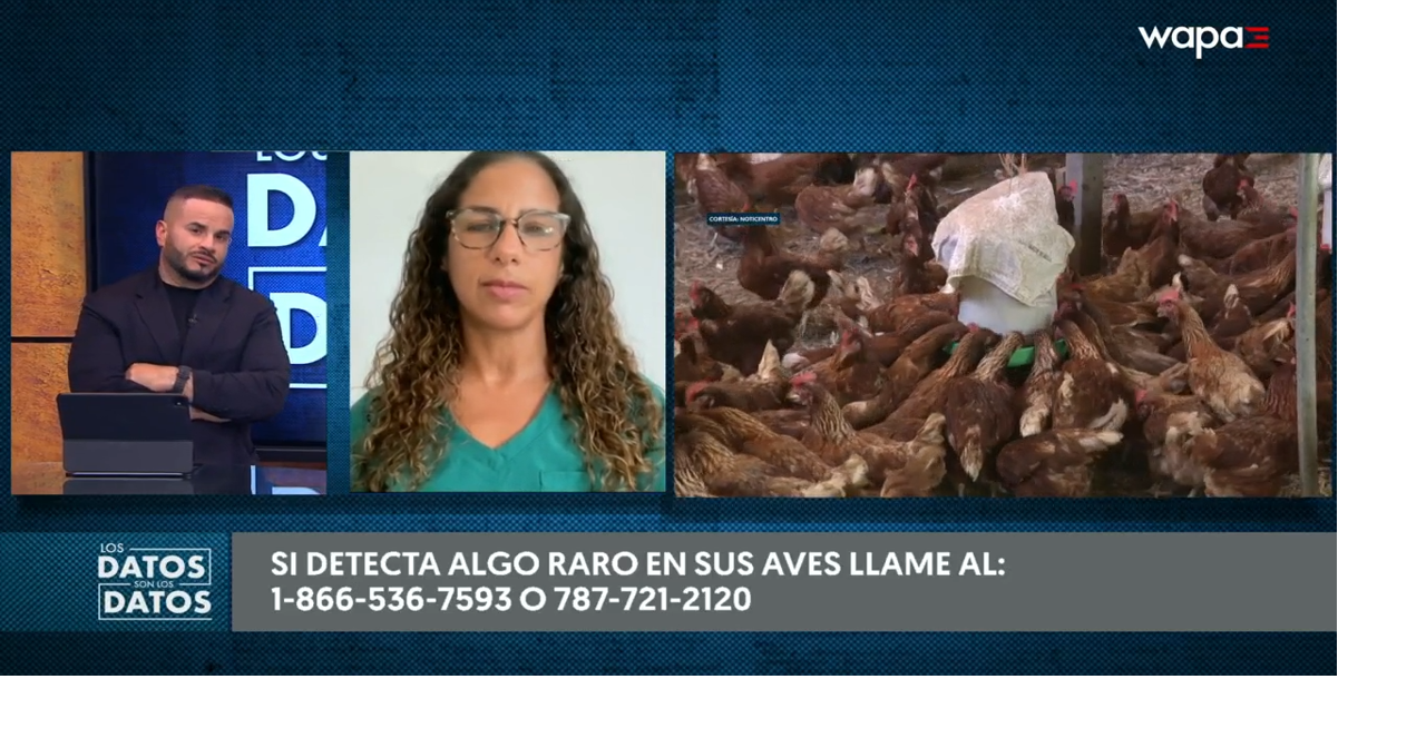 ¿Cómo se propaga la gripe aviar? Veterinaria explica sus riesgos