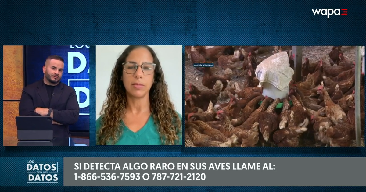 ¿Cómo se propaga la gripe aviar? Veterinaria explica sus riesgos