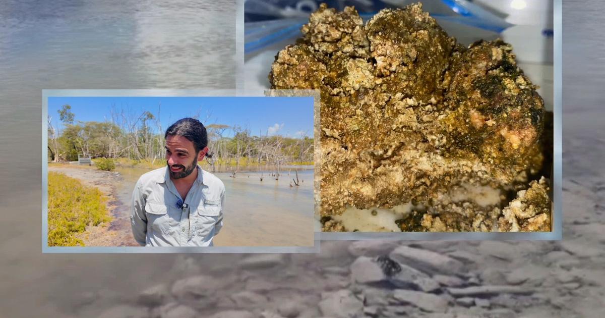 Descubren microbialitos en Guánica que podrían revelar pistas sobre vida en otros planetas