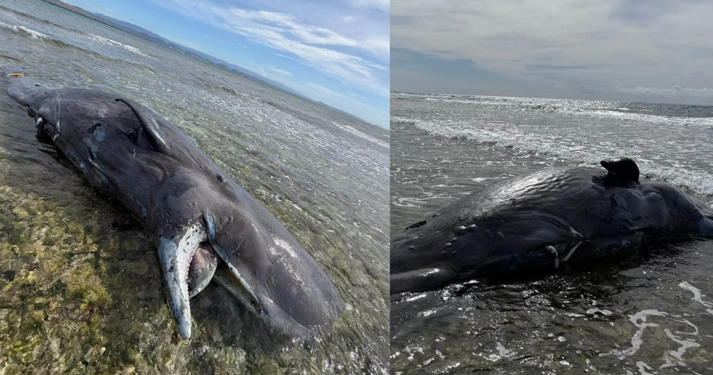 Imagen de la cobertura de: Encuentran ballena muerta en La Parguera tras un posible impacto con embarcación
