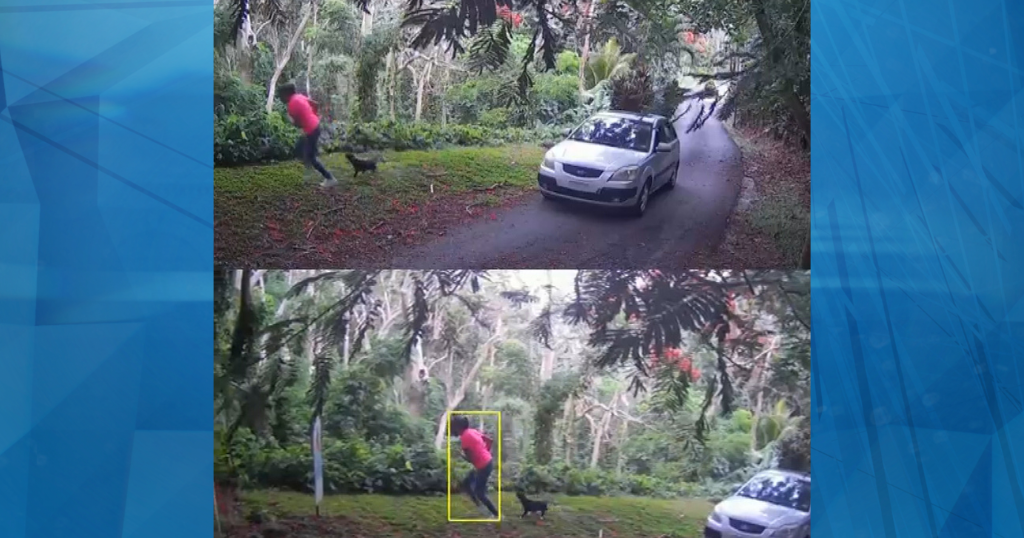 Buscan perrita abandonada frente a albergue en Humacao que huyó tras su dueña