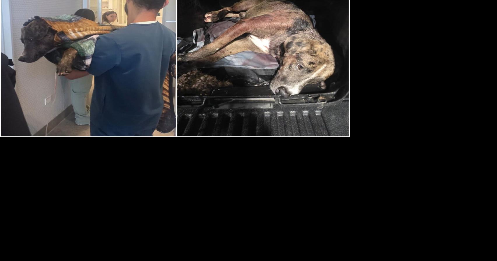 Perrito herido de bala en balacera fatal en Quebradillas recibe atención veterinaria