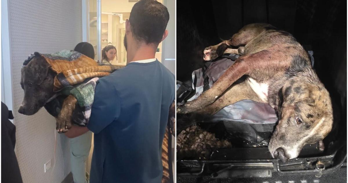 Perrito herido de bala en balacera fatal en Quebradillas recibe atención veterinaria