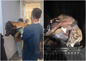 Imagen de la cobertura de: “¡Hay esperanza!“: Bolt, el perro herido de bala en Quebradillas, recupera sensibilidad en sus patas