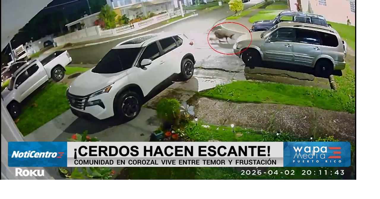Residentes denuncian plaga de cerdos en Corozal