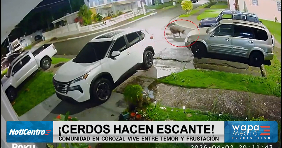 Residentes denuncian plaga de cerdos en Corozal
